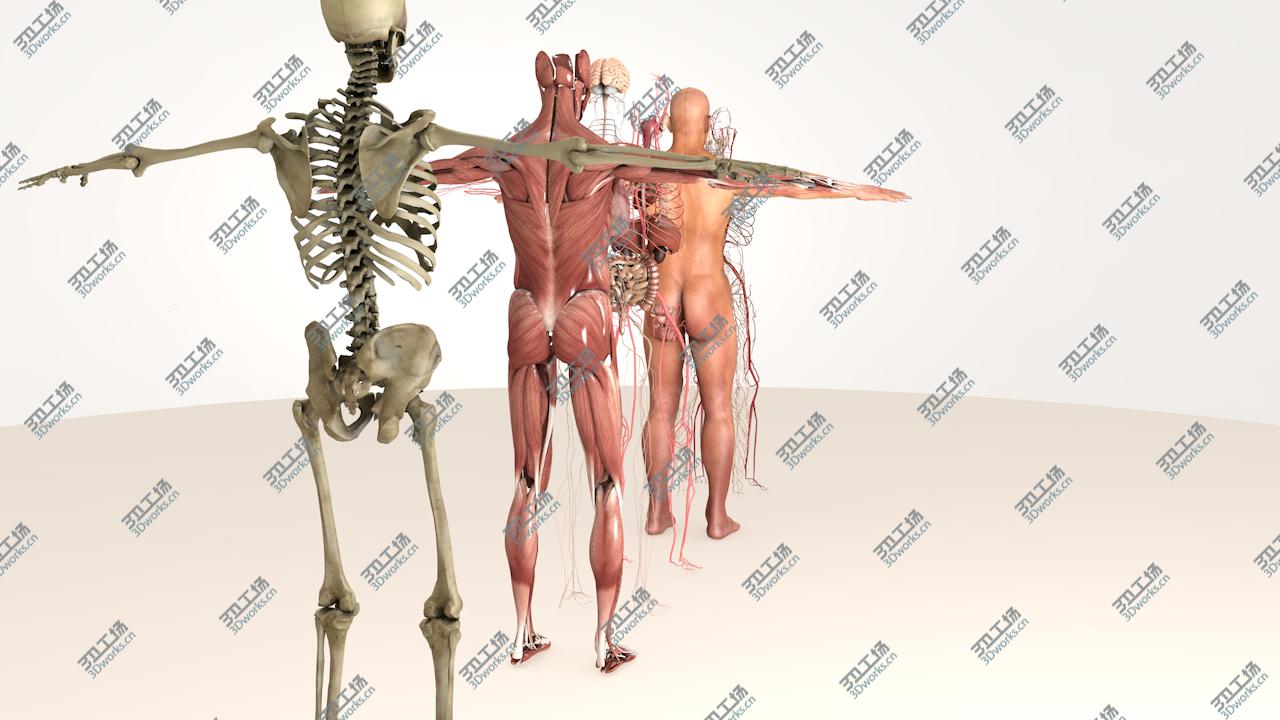 images/goods_img/20210313/3D model Complete Male Body Anatomy/4.jpg